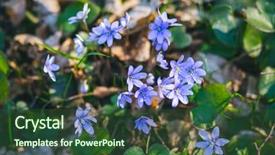  Presentation with small group top view - Colorful presentation theme enhanced with focus blurred foreground template floral backdrop and a tawny brown colored foreground