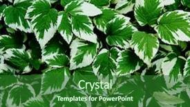  Presentation with neem leaf - Presentation design enhanced with focus high growth - background leaf background and a forest green colored foreground