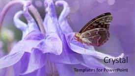  Presentation with hotels bell - Amazing theme having focus high growth - campanula bell-fower softfocus backdrop and a light blue colored foreground