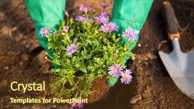  Presentation with garden - PPT layouts enhanced with focus high growth - cropped image of female gardener background and a  colored foreground