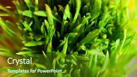  Presentation with abstract natural fresh green - Presentation theme having focus high growth - extreme macro of fresh green background and a  colored foreground