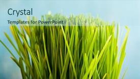  Presentation with blue green - Slide set enhanced with focus high growth - fresh green grass over blue background and a  colored foreground