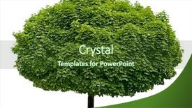  Presentation with white birch tree - Slides with focus high growth - isolated tree on the white background and a tawny brown colored foreground