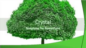  Presentation with tree - Amazing presentation having focus high growth - isolated tree on the white backdrop and a  colored foreground