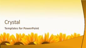 Presentation with sunflower - Theme featuring focus high growth - sunflower as a background background and a  colored foreground