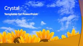  Presentation with sunflowers - Slide deck consisting of focus high growth - sunflowers against the sky background and a  colored foreground