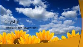  Presentation with sunflowers - Colorful slides enhanced with focus high growth - sunflowers against the sky backdrop and a  colored foreground