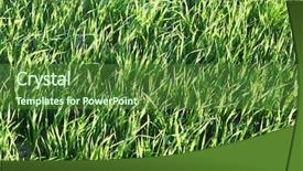 Presentation with tall - Slides with focus high growth - tall grass background and a  colored foreground