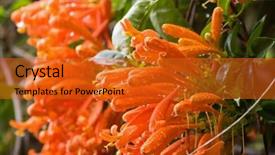  Presentation with south asia - PPT theme having focus of flaming trumpet vine background and a gold colored foreground