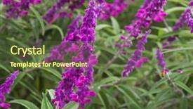 Presentation with purple flowers - Beautiful slides featuring focus of mexican bush sage backdrop and a  colored foreground
