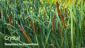  Presentation with corn dog - Cool new PPT layouts with flowering plants also called bulrush backdrop and a tawny brown colored foreground