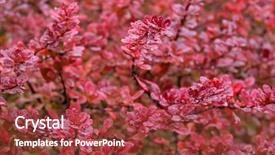  Presentation with berberis - PPT layouts enhanced with focus of wet japanese barberry background and a tawny brown colored foreground
