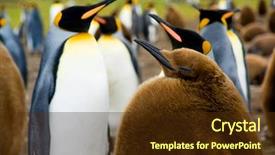  Presentation with king - Presentation having focus on baby king penguin background and a tawny brown colored foreground