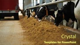  Presentation with focus group - PPT theme with focus-on-group-of-purebred background and a tawny brown colored foreground