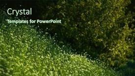  Presentation with green lawn - Presentation having focus-on-the-grass background and a wine colored foreground