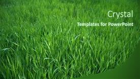  Presentation with green lawn - Slide set enhanced with focus-on-the-grass background and a forest green colored foreground