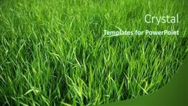  Presentation with green lawn - PPT theme featuring focus-on-the-grass background and a tawny brown colored foreground