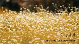  Presentation with green lawn - Presentation theme featuring focus-on-the-grass background and a gold colored foreground