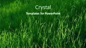  Presentation with green lawn - Theme consisting of focus-on-the-grass background and a  colored foreground