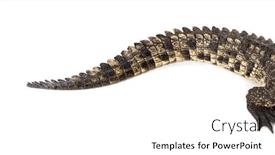  Presentation with crocodile - Presentation design having focus-on-the-tail and a white colored foreground