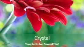  Presentation with gerbera daisy - Slides with focus reflected in the water background and a ocean colored foreground