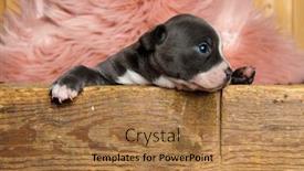  Presentation with bully - Presentation consisting of focused american bully cub looking to the side and listening while sitting and leaning on a wooden box on pink furry background background and a coral colored foreground