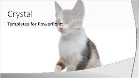  Presentation with paw - Beautiful slide deck featuring focused pussy looking away backdrop and a white colored foreground