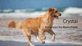  Presentation with golden - PPT layouts featuring focused young golden retriever running background and a coral colored foreground