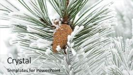  Presentation with snow covered trees and falling - Amazing slides having foetus - snow has covered branches backdrop and a light gray colored foreground