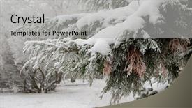  Presentation with snow - Cool new presentation theme with foetus - snow has covered branches backdrop and a light gray colored foreground