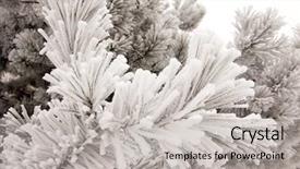  Presentation with snow - Presentation enhanced with foetus - snow has covered branches background and a light gray colored foreground