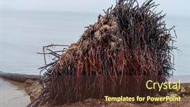  Presentation with coconut tree - PPT theme having fog-blankets-the-yucatan-peninsula and a tawny brown colored foreground