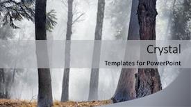  Presentation with fog - Cool new theme with fog in the park kiev ukraine backdrop and a light gray colored foreground