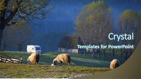  Presentation with sheep flock lambs standing - Cool new theme with fog in the summer mountain backdrop and a ocean colored foreground