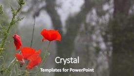  Presentation with anzac day - Beautiful presentation theme featuring foggy forest - remembrance day backdrop and a dark gray colored foreground