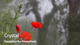  Presentation with anzac day - Theme enhanced with foggy forest - remembrance day background and a tawny brown colored foreground