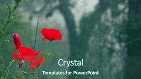  Presentation with anzac day - Slides enhanced with foggy forest - remembrance day background and a ocean colored foreground