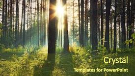  Presentation with woods - Theme having foggy forest - sunset in the woods background and a tawny brown colored foreground