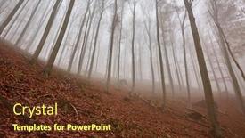  Presentation with foggy forest - Audience pleasing slides consisting of foggy forest in the autumn low angle view backdrop and a tawny brown colored foreground