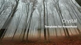  Presentation with foggy forest - Presentation theme featuring foggy-forest-in-the-autumn background and a gray colored foreground