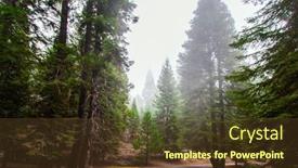  Presentation with foggy forest - Slide deck with foggy-morning-in-the-forest background and a tawny brown colored foreground