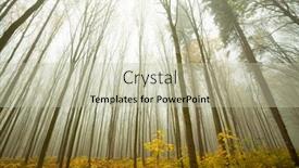  Presentation with forest morning - Slide set featuring foggy sunny morning in autumn forest fairytale forest sunlight and shadows background and a mint green colored foreground