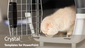  Presentation with pets - Theme featuring fold kitten inside cat carrier background and a gray colored foreground
