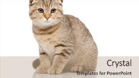  Presentation with fold - Audience pleasing PPT layouts consisting of folded - scottish fold cat backdrop and a coral colored foreground