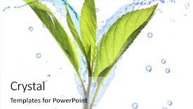  Presentation with fresh water - Cool new PPT layouts with folha com gota de agua - branch with fresh green leaves backdrop and a white colored foreground
