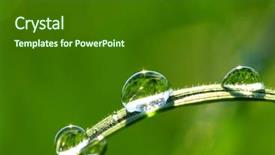  Presentation with dew drop - Presentation featuring folha com gota de agua - dew drop on a blade background and a dark gray colored foreground