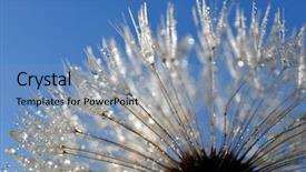  Presentation with dandelion - Beautiful presentation design featuring folha com gota de agua - dewy dandelion backdrop and a teal colored foreground