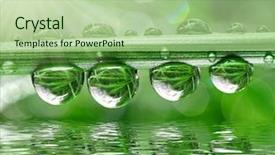  Presentation with leaf water drops fresh - Theme enhanced with folha com gota de agua - fresh grass with dew drops background and a mint green colored foreground