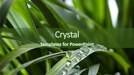  Presentation with water drops - Presentation theme featuring folha com gota de agua - water drops on the green background and a tawny brown colored foreground