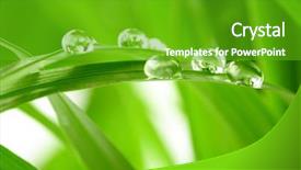  Presentation with water drops - PPT layouts with folha com gota de agua - water drops on the green background and a shamrock green colored foreground